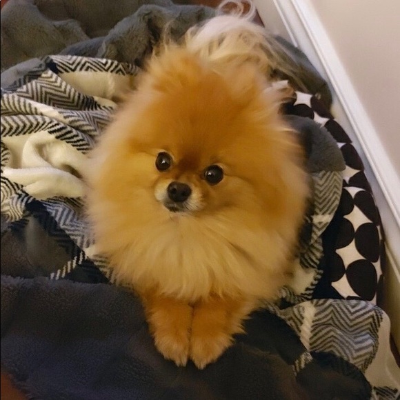 Meet your Posher, Sue - Picture 2 of 2